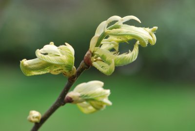 Castanea sativa 'Variegata' - kaštanovník jedlý 'Variegata' - jarní výhonky